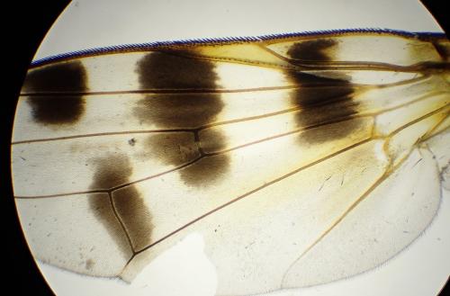 Ceroxys hortulana